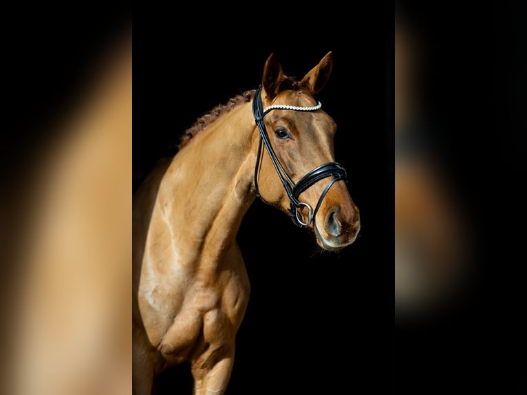 Hannoveriano Yegua 6 años 166 cm Alazán-tostado in Rosenheim