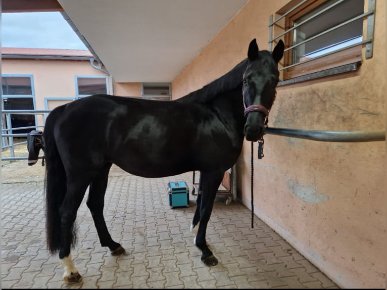 Hannoveriano Yegua 6 años 166 cm in M&#xFC;geln