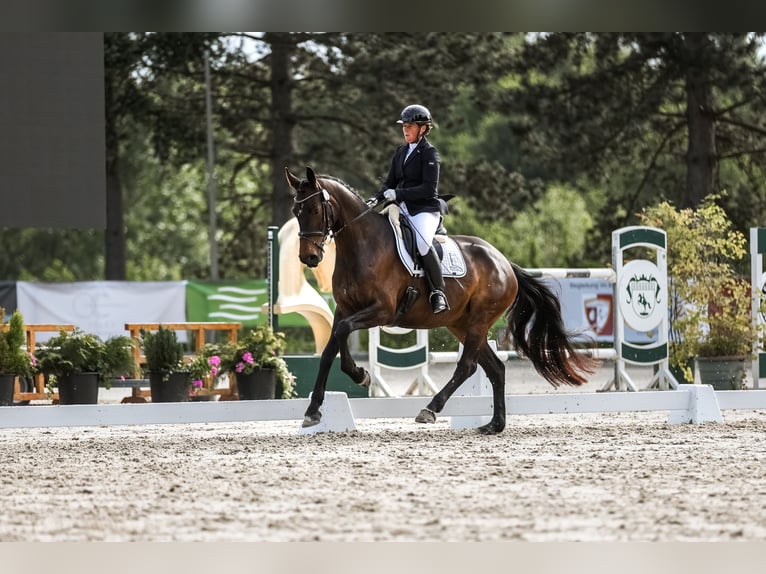 Hannoveriano Yegua 6 años 166 cm Castaño in Ratingen