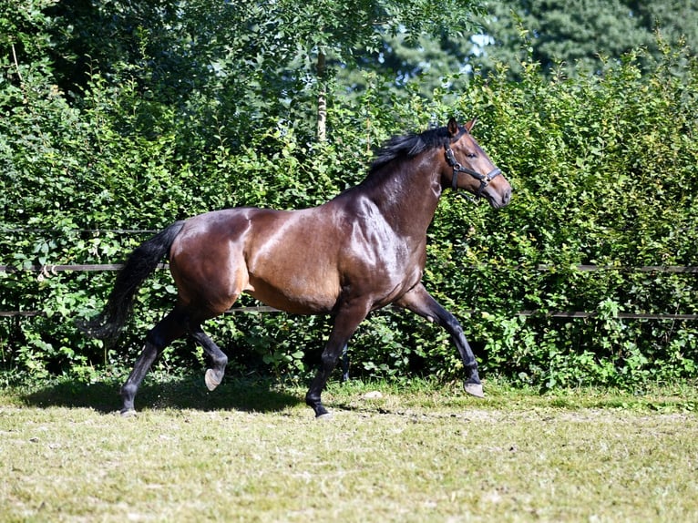 Hannoveriano Yegua 6 años 166 cm Castaño oscuro in Farven