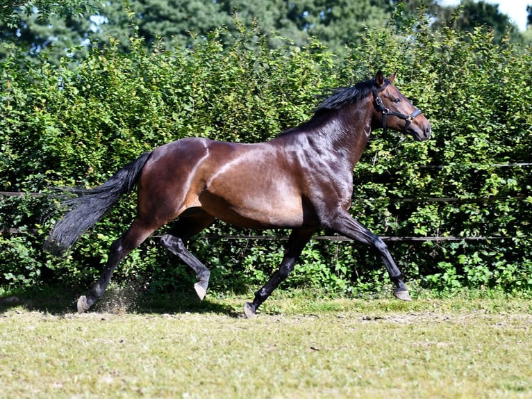 Hannoveriano Yegua 6 años 166 cm Castaño oscuro in Farven