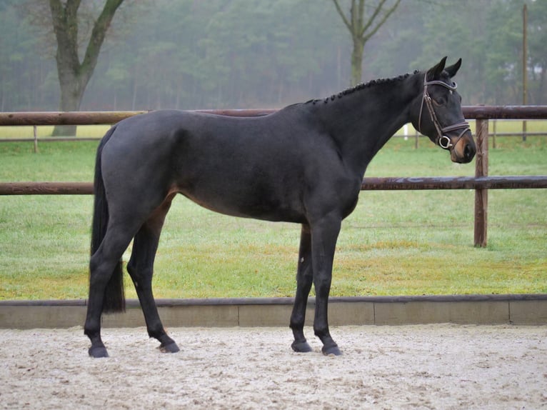 Hannoveriano Yegua 6 años 166 cm Castaño oscuro in Dohren