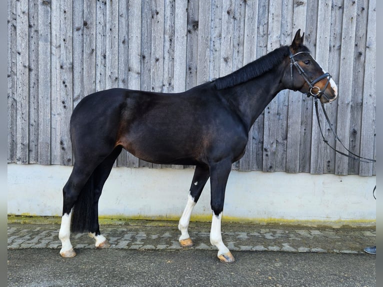 Hannoveriano Yegua 6 años 166 cm Castaño oscuro in Schlüchtern
