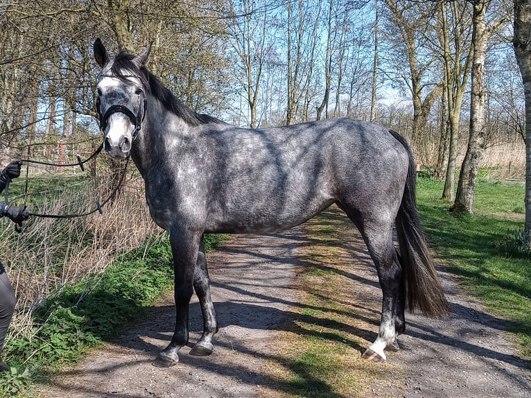 Hannoveriano Yegua 6 años 166 cm Tordo in Belum
