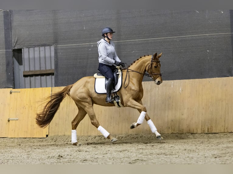 Hannoveriano Yegua 6 años 167 cm Alazán in Moormerland
