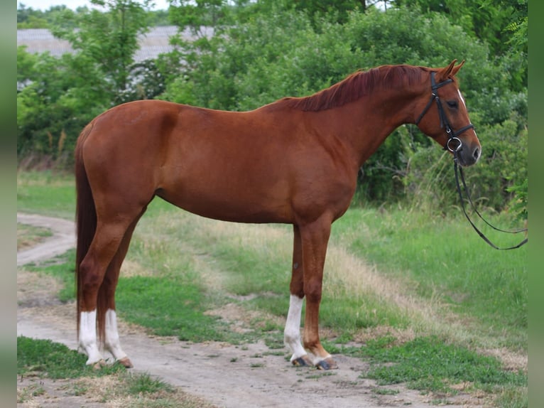 Hannoveriano Yegua 6 años 167 cm Alazán in Gyula