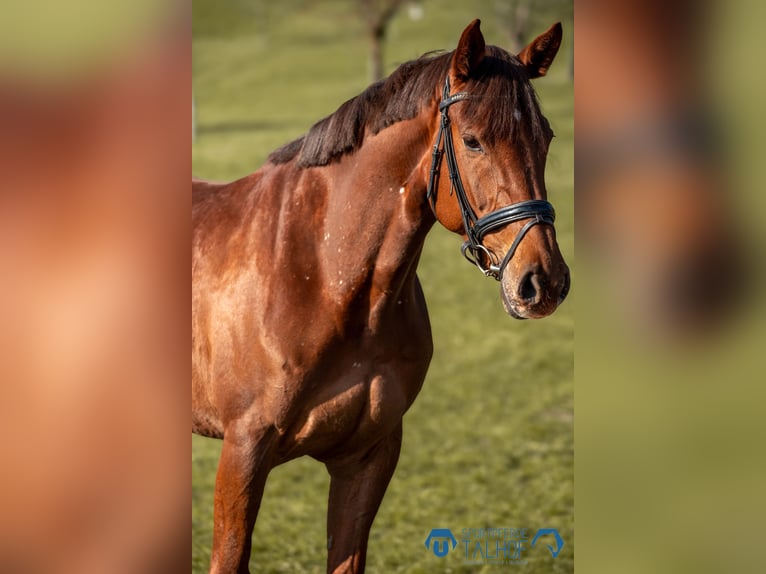 Hannoveriano Yegua 6 años 167 cm Alazán-tostado in Korntal-Münchingen