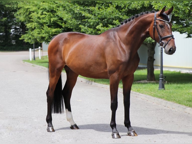Hannoveriano Yegua 6 años 167 cm Castaño in Schwäbisch Hall