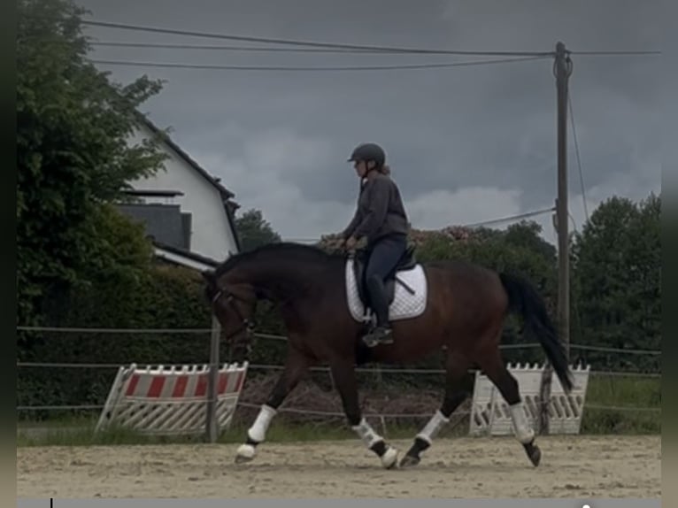 Hannoveriano Yegua 6 años 167 cm Castaño in WipperfürthWipperfürth