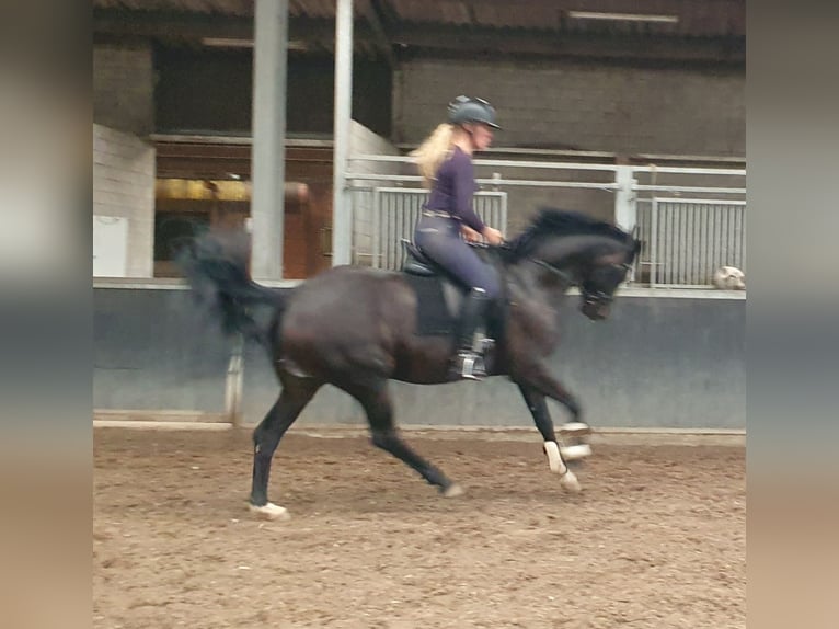 Hannoveriano Yegua 6 años 167 cm Castaño oscuro in Weelde