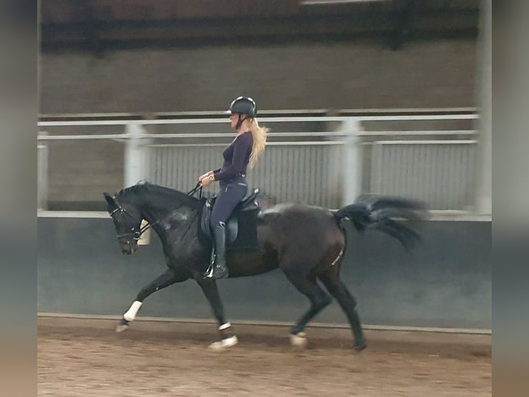 Hannoveriano Yegua 6 años 167 cm Castaño oscuro in Weelde