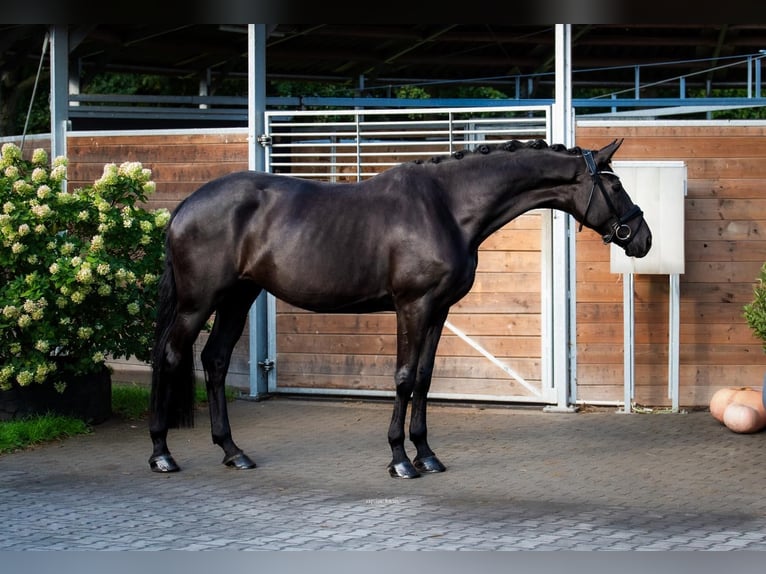 Hannoveriano Yegua 6 años 167 cm Morcillo in Wuppertal