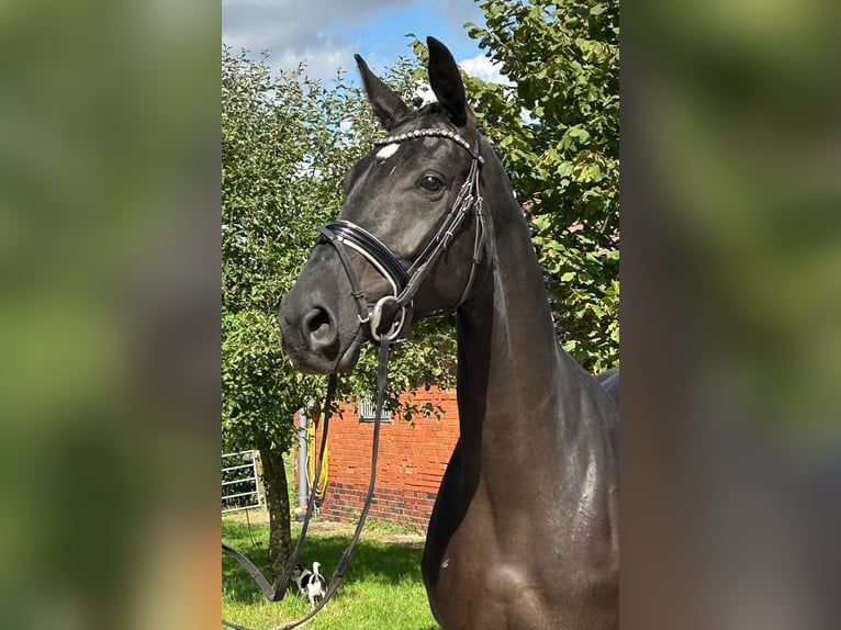 Hannoveriano Yegua 6 años 167 cm Negro in Balge