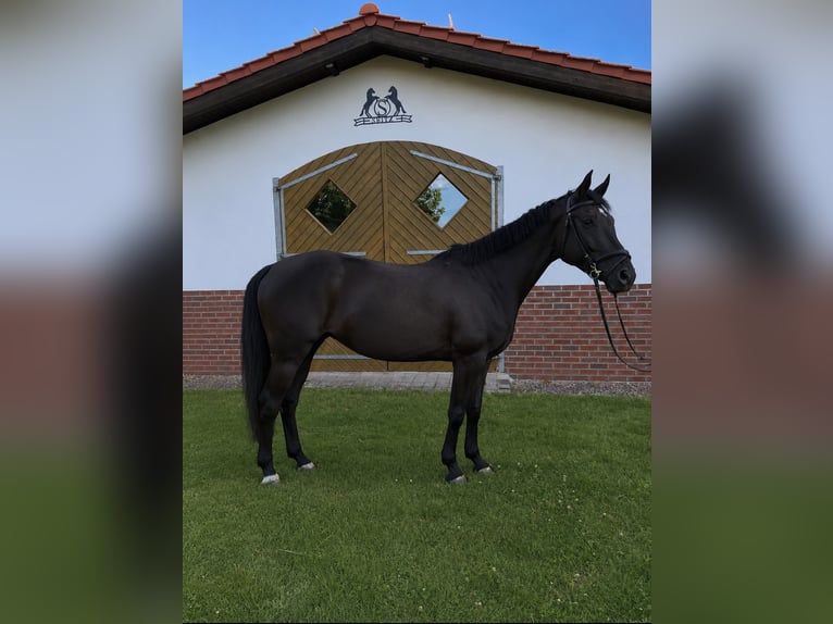 Hannoveriano Yegua 6 años 167 cm Negro in Walldürn