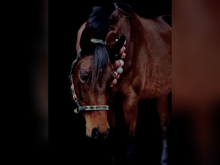 Hannoveriano Yegua 6 años 168 cm Castaño in Viernheim