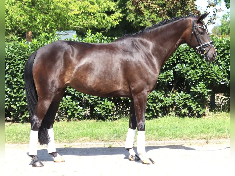 Hannoveriano Yegua 6 años 168 cm Castaño oscuro in Selsingen