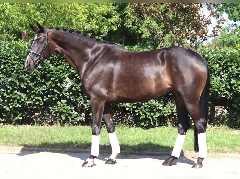 Hannoveriano Yegua 6 años 168 cm Castaño oscuro in Selsingen