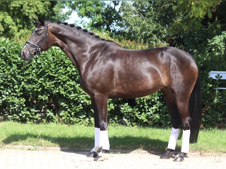 Hannoveriano Yegua 6 años 168 cm Castaño oscuro in Selsingen