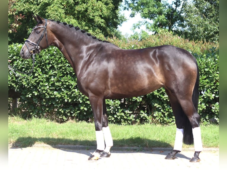 Hannoveriano Yegua 6 años 168 cm Castaño oscuro in Selsingen