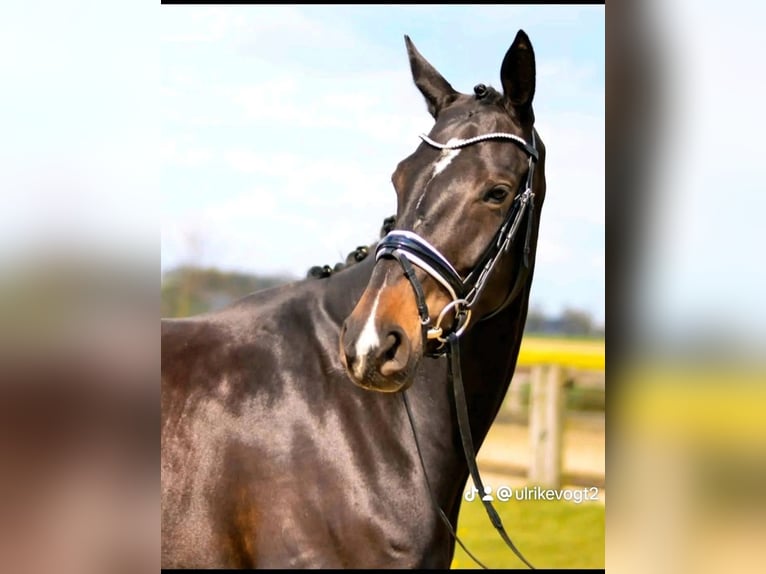 Hannoveriano Yegua 6 años 168 cm Castaño oscuro in Niederkrüchten