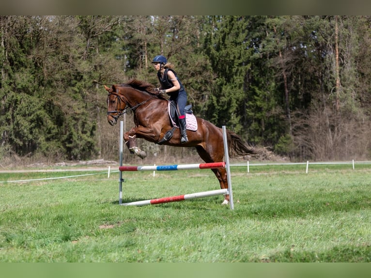 Hannoveriano Yegua 6 años 170 cm Alazán-tostado in Poggersdorf