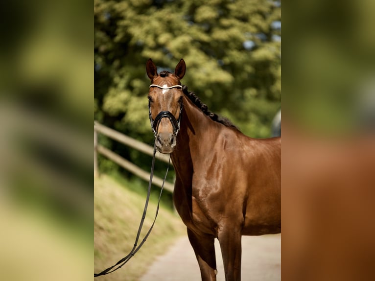 Hannoveriano Yegua 6 años 170 cm Alazán-tostado in K&#xF6;nigswinter