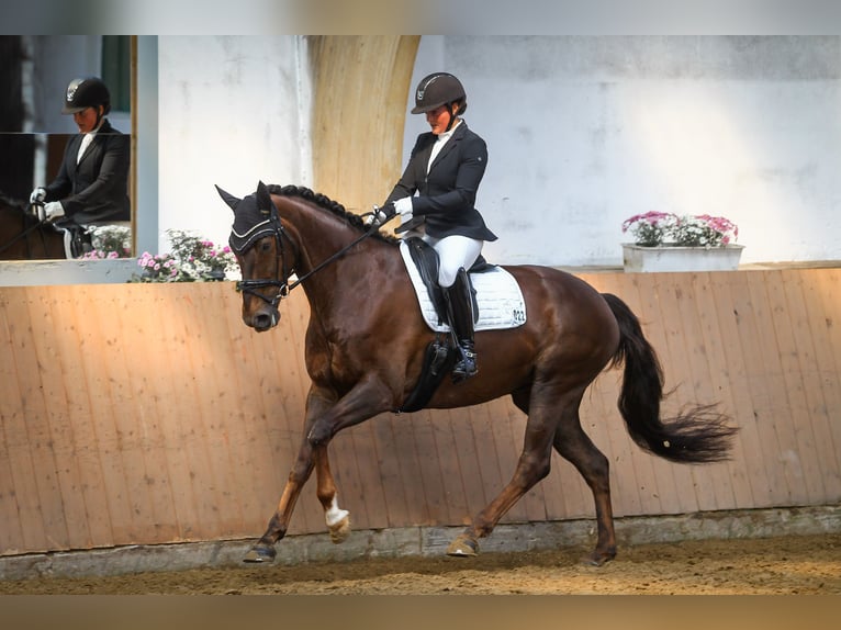 Hannoveriano Yegua 6 años 170 cm Alazán-tostado in K&#xF6;nigswinter