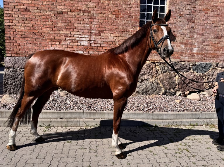 Hannoveriano Yegua 6 años 170 cm Alazán-tostado in Ebstorf