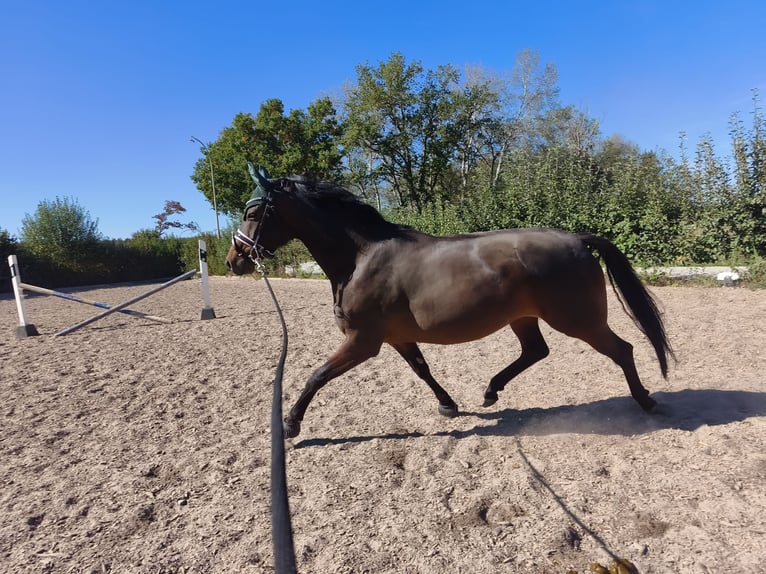 Hannoveriano Yegua 6 años 170 cm  in Ingolstadt