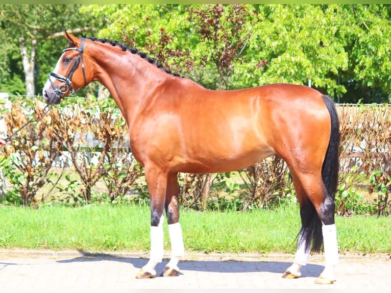 Hannoveriano Yegua 6 años 170 cm Castaño in Selsingen