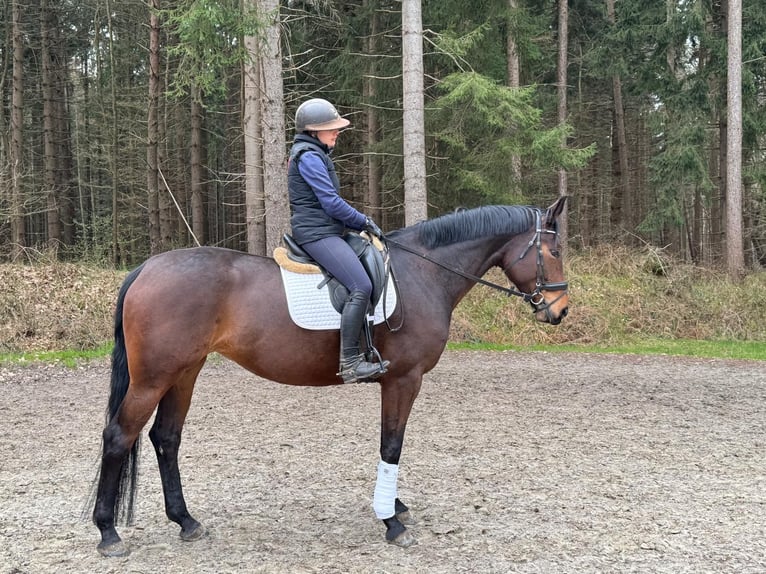 Hannoveriano Yegua 6 años 170 cm Castaño in Kutenholz
