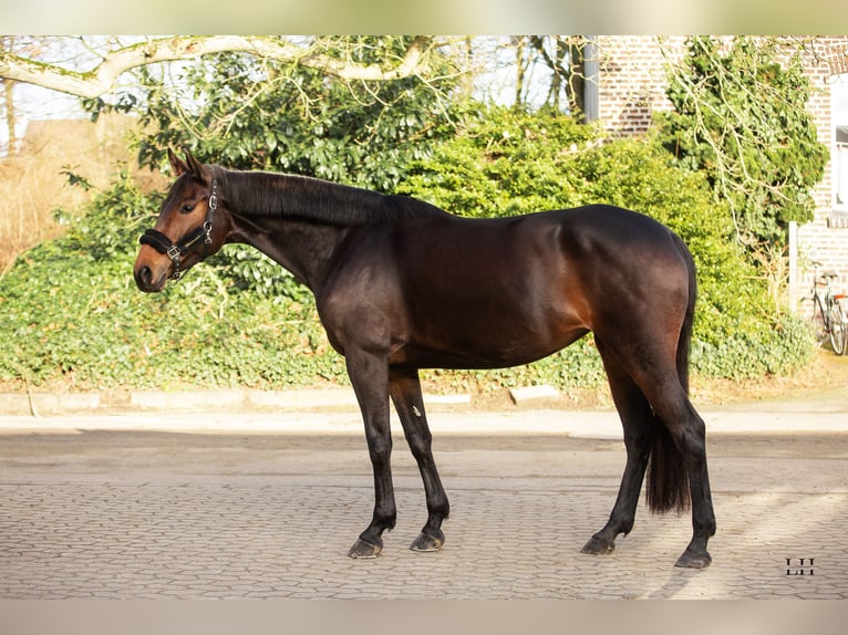 Hannoveriano Yegua 6 años 170 cm Castaño oscuro in Ratingen