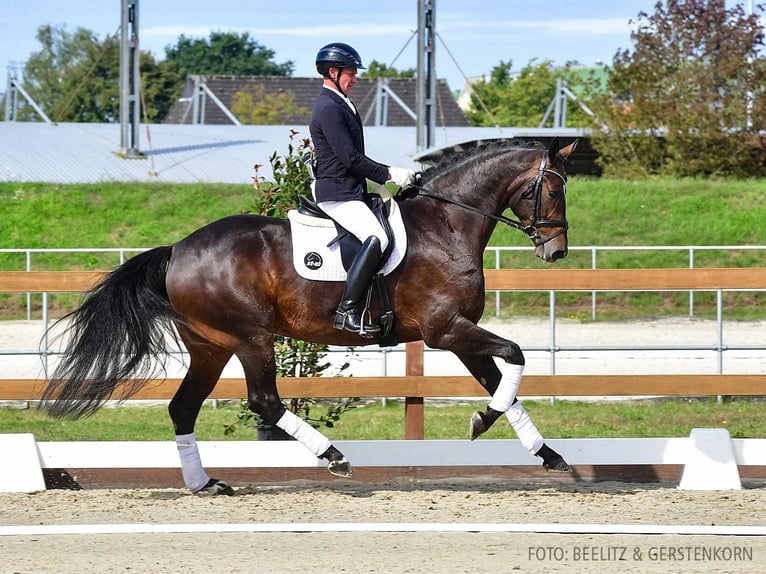 Hannoveriano Yegua 6 años 170 cm Castaño oscuro in Verden