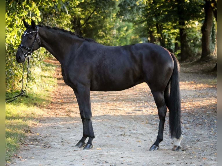 Hannoveriano Yegua 6 años 170 cm Negro in Wuppertal