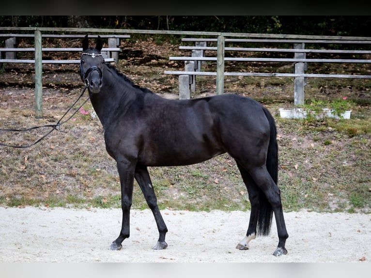 Hannoveriano Yegua 6 años 170 cm Negro in Wuppertal