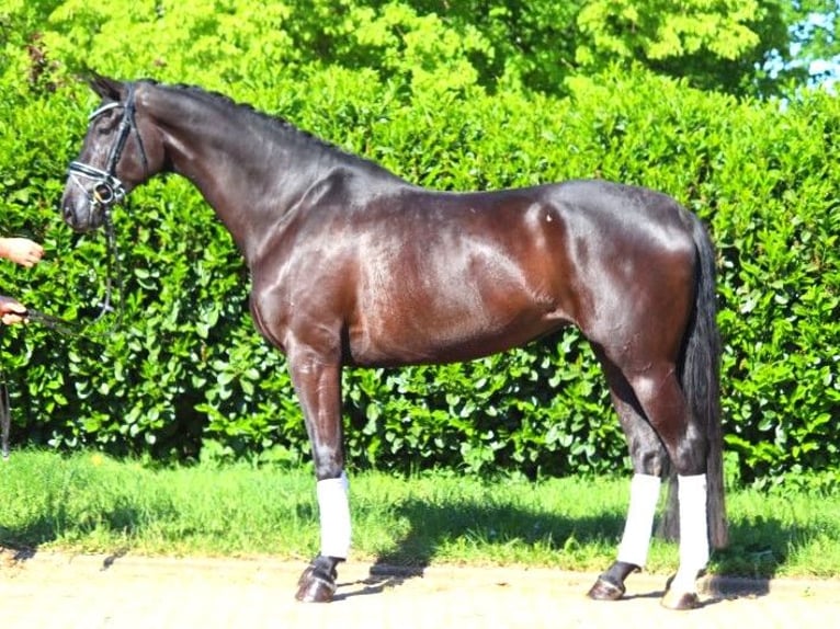 Hannoveriano Yegua 6 años 170 cm Negro in Selsingen