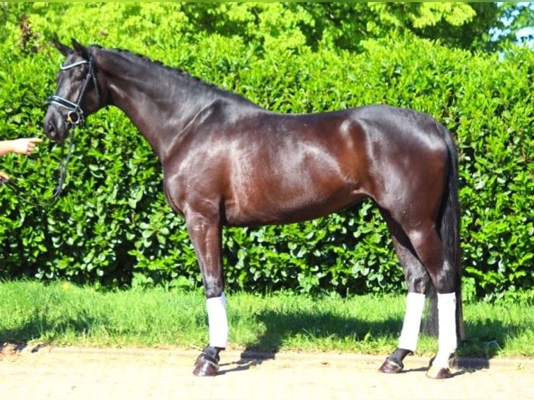 Hannoveriano Yegua 6 años 170 cm Negro in Selsingen