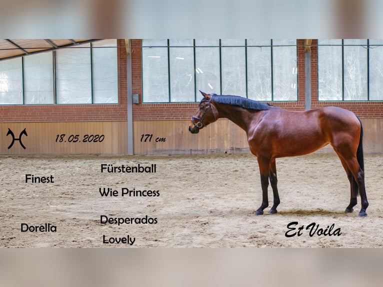 Hannoveriano Yegua 6 años 171 cm Castaño in Ankum