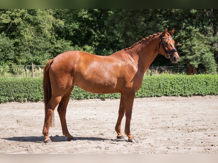 Hannoveriano Yegua 6 años 172 cm Alazán in Brieselang
