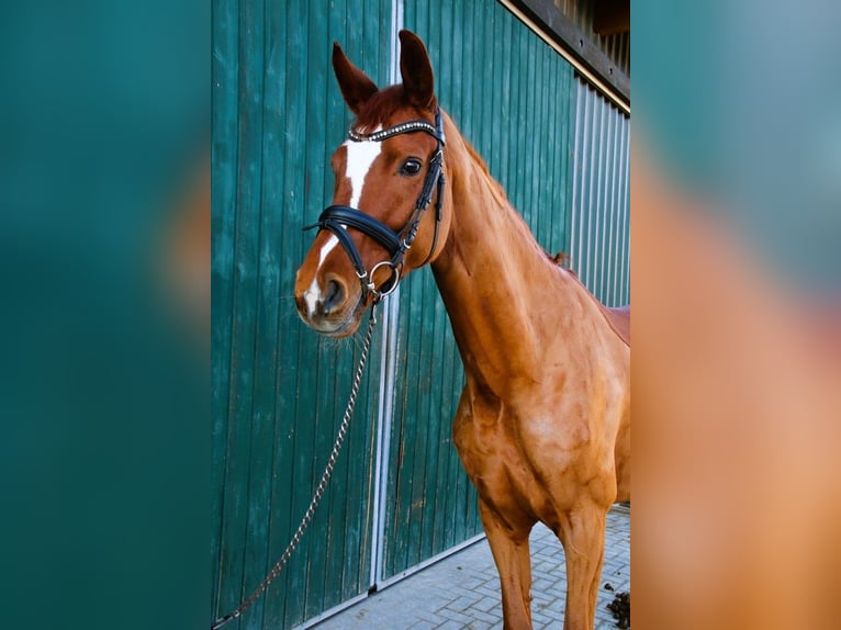 Hannoveriano Yegua 6 años 172 cm Alazán in Grafenrheinfeld