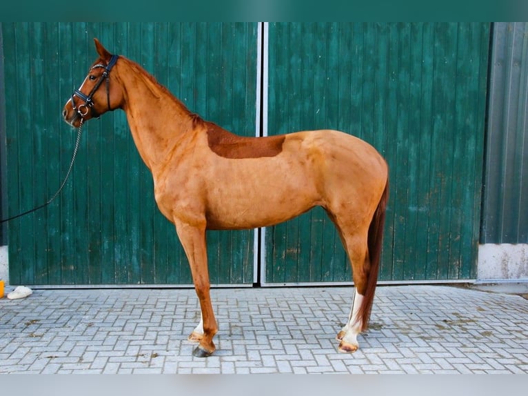 Hannoveriano Yegua 6 años 172 cm Alazán in Grafenrheinfeld