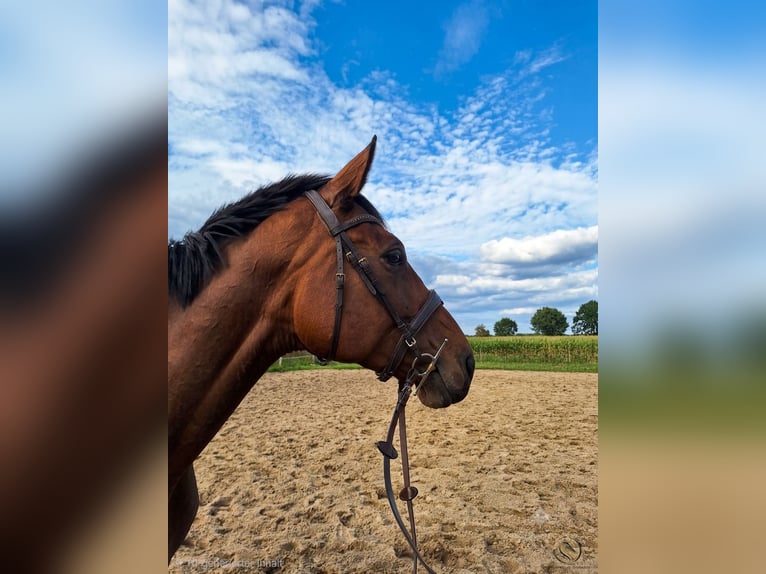 Hannoveriano Yegua 6 años 172 cm Castaño in Rehlingen