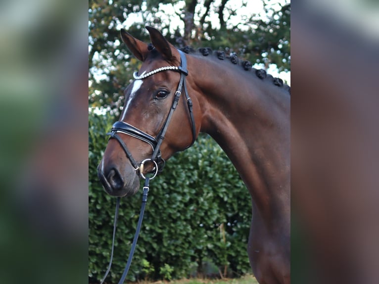 Hannoveriano Yegua 6 años 172 cm Castaño in Selsingen