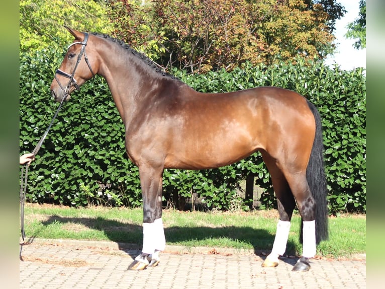 Hannoveriano Yegua 6 años 172 cm Castaño in Selsingen