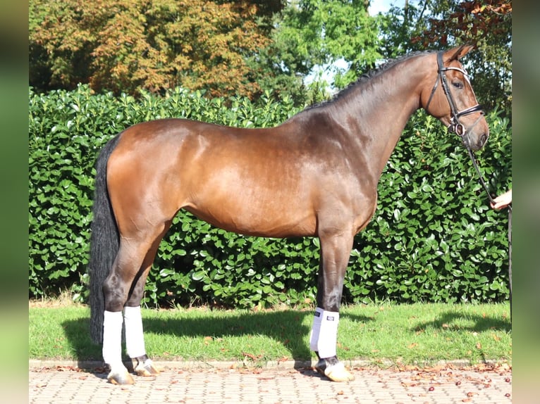 Hannoveriano Yegua 6 años 172 cm Castaño in Selsingen