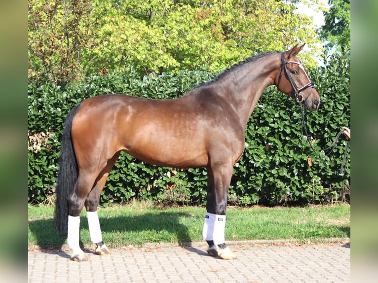 Hannoveriano Yegua 6 años 172 cm Castaño in Selsingen