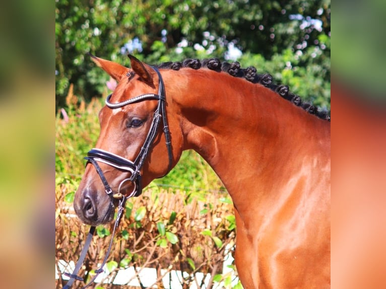 Hannoveriano Yegua 6 años 172 cm Castaño in Selsingen