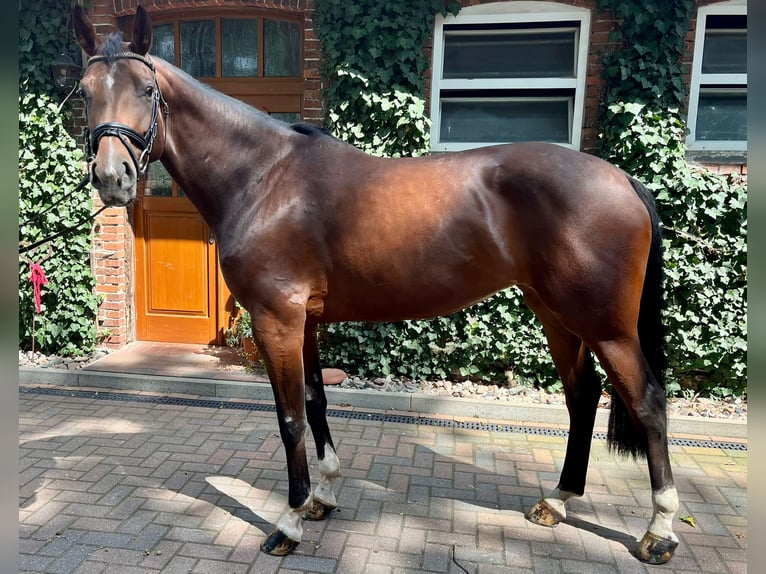 Hannoveriano Yegua 6 años 172 cm Castaño in Maasen