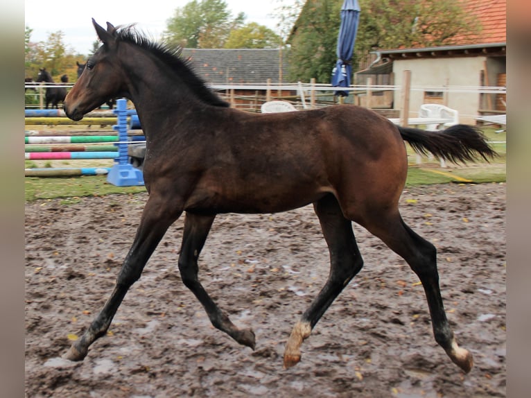 Hannoveriano Yegua 6 años 172 cm Castaño oscuro in Korbach