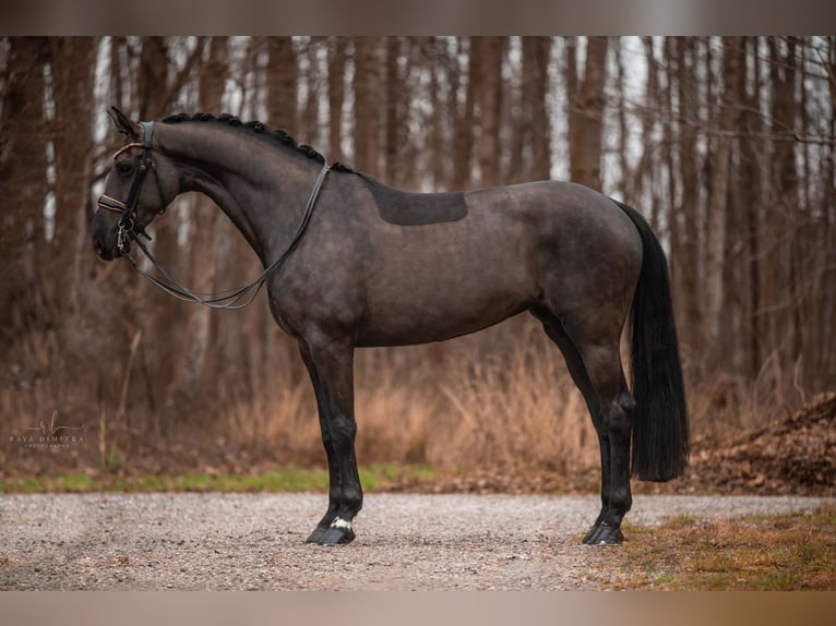 Hannoveriano Yegua 6 años 172 cm Negro in Wehringen